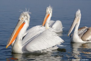Dalmatin pelican/Къдроглав пеликан