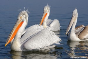 Dalmatin pelican/Къдроглав пеликан