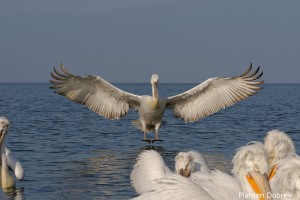 Dalmatin pelican/Къдроглав пеликан