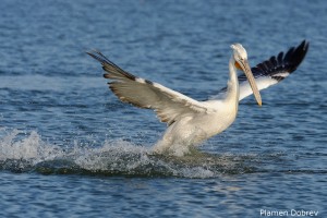 Dalmatin pelican/Къдроглав пеликан