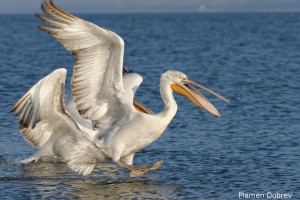 Dalmatin pelican/Къдроглав пеликан