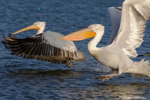 Dalmatin pelican/Къдроглав пеликан