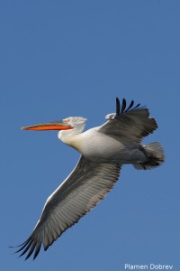 Dalmatin pelican/Къдроглав пеликан
