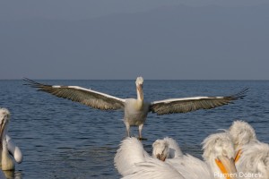 Dalmatin pelican/Къдроглав пеликан