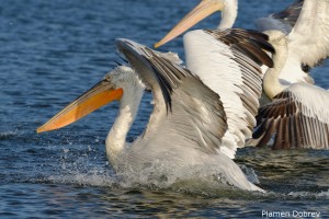 Dalmatin pelican/Къдроглав пеликан
