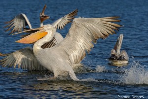 Dalmatin pelican/Къдроглав пеликан