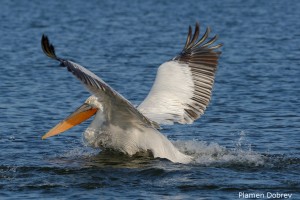Dalmatin pelican/Къдроглав пеликан