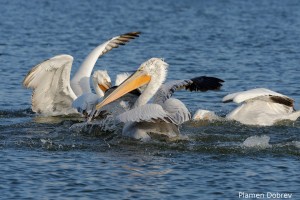 Dalmatin pelican/Къдроглав пеликан