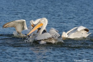 Dalmatin pelican/Къдроглав пеликан