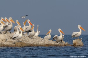 Dalmatin pelican/Къдроглав пеликан