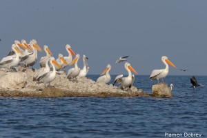 Dalmatin pelican/Къдроглав пеликан