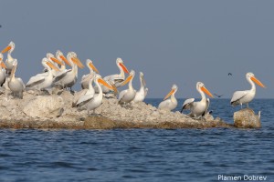 Dalmatin pelican/Къдроглав пеликан