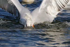 Dalmatin pelican/Къдроглав пеликан