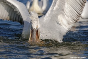 Dalmatin pelican/Къдроглав пеликан