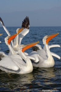 Dalmatin pelican/Къдроглав пеликан