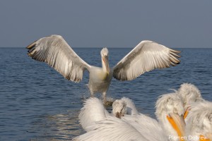 Dalmatin pelican/Къдроглав пеликан