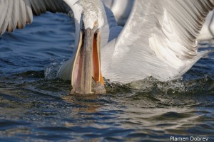 Dalmatin pelican/Къдроглав пеликан