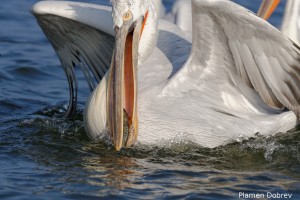 Dalmatin pelican/Къдроглав пеликан