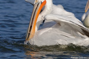 Dalmatin pelican/Къдроглав пеликан