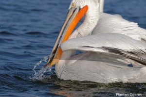 Dalmatin pelican/Къдроглав пеликан