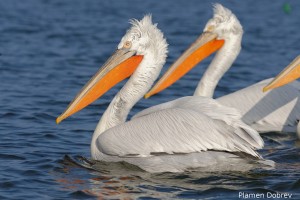 dalmatin_pelican_55
