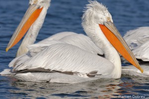 Dalmatin pelican/Къдроглав пеликан
