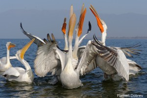 Dalmatin pelican/Къдроглав пеликан
