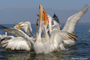 Dalmatin pelican/Къдроглав пеликан