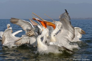 Dalmatin pelican/Къдроглав пеликан