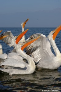 Dalmatin pelican/Къдроглав пеликан