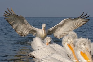 Dalmatin pelican/Къдроглав пеликан