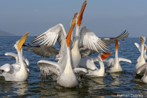 Dalmatin pelican/Къдроглав пеликан