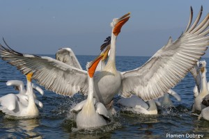 Dalmatin pelican/Къдроглав пеликан