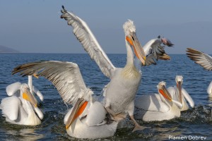 Dalmatin pelican/Къдроглав пеликан