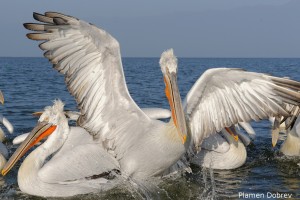 Dalmatin pelican/Къдроглав пеликан