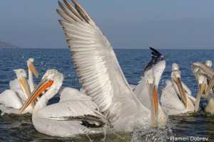 Dalmatin pelican/Къдроглав пеликан