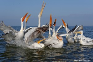 Dalmatin pelican/Къдроглав пеликан