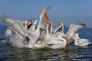 Dalmatin pelican/Къдроглав пеликан
