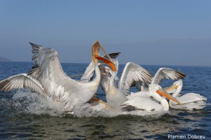 Dalmatin pelican/Къдроглав пеликан