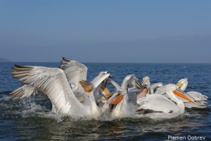 Dalmatin pelican/Къдроглав пеликан