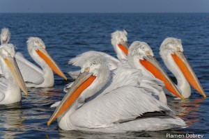 Dalmatin pelican/Къдроглав пеликан