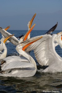 Dalmatin pelican/Къдроглав пеликан