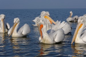 Dalmatin pelican/Къдроглав пеликан