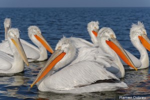 Dalmatin pelican/Къдроглав пеликан