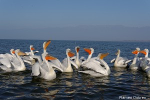 Dalmatin pelican/Къдроглав пеликан