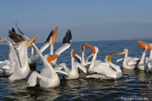 Dalmatin pelican/Къдроглав пеликан