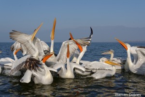 Dalmatin pelican/Къдроглав пеликан