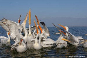 Dalmatin pelican/Къдроглав пеликан