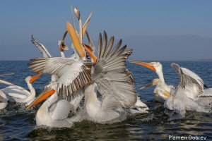 Dalmatin pelican/Къдроглав пеликан