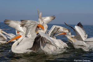 Dalmatin pelican/Къдроглав пеликан